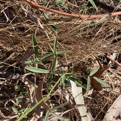 Grona varians (Slender Tick-Trefoil) at Hackett, ACT - 28 Dec 2024 by waltraud