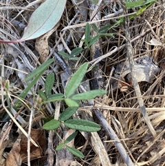 Grona varians at Hackett, ACT - 28 Dec 2024 06:06 PM