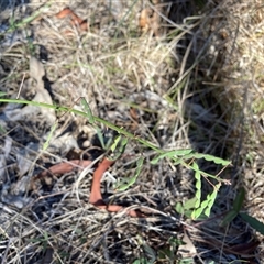 Grona varians at Hackett, ACT - 28 Dec 2024 06:06 PM