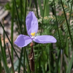 Patersonia (genus) at Green Cape, NSW - 21 Oct 2020 by AlisonMilton