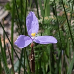 Patersonia sp. at Green Cape, NSW - 21 Oct 2020 by AlisonMilton