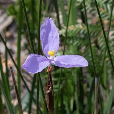 Patersonia sp. at Green Cape, NSW - 20 Oct 2020 by AlisonMilton