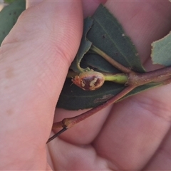 Paropsisterna laesa species complex (Laesa leaf beetle) at Bungendore, NSW - 27 Dec 2024 by clarehoneydove