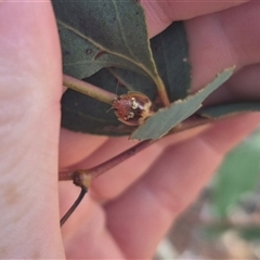 Paropsisterna laesa species complex at Bungendore, NSW - 27 Dec 2024