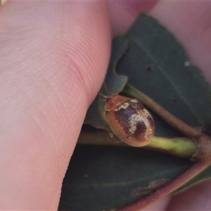 Paropsisterna laesa species complex at Bungendore, NSW - suppressed