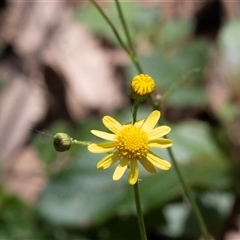 Senecio madagascariensis (Madagascan Fireweed, Fireweed) at Green Cape, NSW - 20 Oct 2020 by AlisonMilton