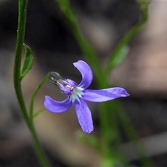 Lobelia sp. (A Lobelia) at Green Cape, NSW - 20 Oct 2020 by AlisonMilton