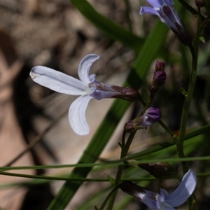 Lobelia sp. at Green Cape, NSW - 21 Oct 2020