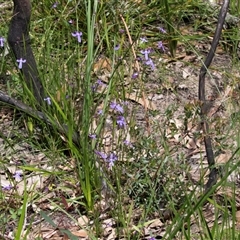 Lobelia sp. at Green Cape, NSW - 21 Oct 2020