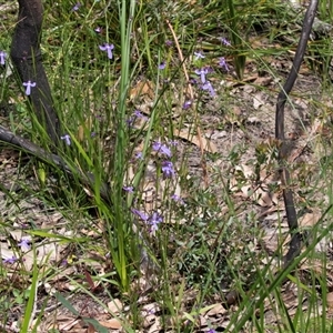 Lobelia sp. at Green Cape, NSW - 21 Oct 2020