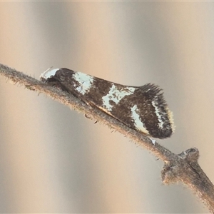 Isomoralla eriscota (A concealer moth) at Bungendore, NSW by clarehoneydove