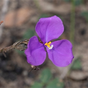 Patersonia sp. at Green Cape, NSW - 21 Oct 2020 10:21 AM