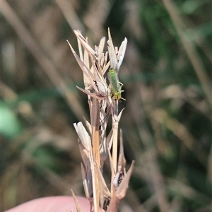 Axarus sp. (genus) at Fyshwick, ACT - 20 Dec 2024