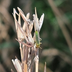 Axarus sp. (genus) at Fyshwick, ACT - 20 Dec 2024