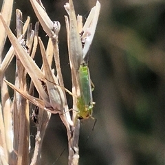 Axarus sp. (genus) at Fyshwick, ACT - 20 Dec 2024