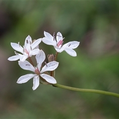 Burchardia umbellata (Milkmaids) at Green Cape, NSW - 21 Oct 2020 by AlisonMilton