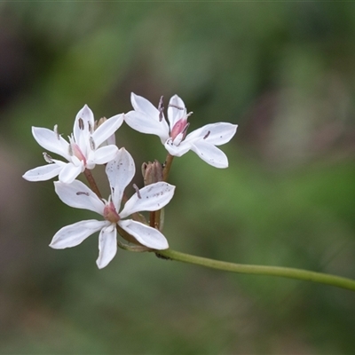 Burchardia umbellata (Milkmaids) at Green Cape, NSW - 21 Oct 2020 by AlisonMilton