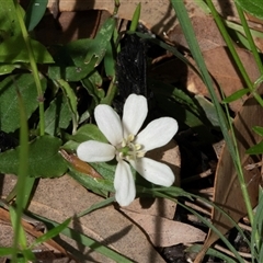 Schelhammera undulata (Lilac Lily) at Green Cape, NSW - 21 Oct 2020 by AlisonMilton