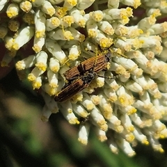 Porrostoma rhipidium (Long-nosed Lycid (Net-winged) beetle) at Bungendore, NSW - 18 Dec 2024 by clarehoneydove