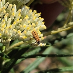 Porrostoma rhipidium at Bungendore, NSW - 18 Dec 2024