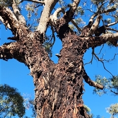 Eucalyptus bridgesiana (Apple Box) at Oaks Estate, ACT - 29 Dec 2024 by NathanaelC