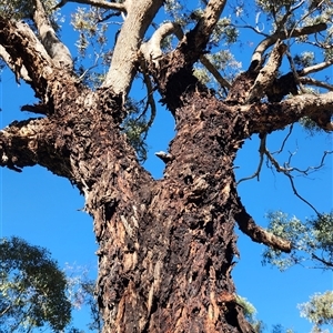 Eucalyptus bridgesiana at Oaks Estate, ACT by NathanaelC