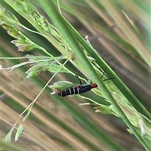 Carphurus sp. (genus) (Soft-winged flower beetle) at Bungendore, NSW by clarehoneydove