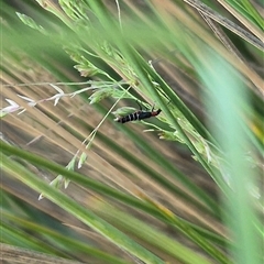 Carphurus sp. (genus) at Bungendore, NSW - 6 Dec 2024