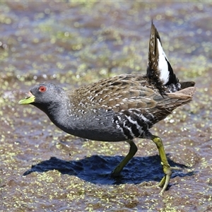 Porzana fluminea (Australian Spotted Crake) at Fyshwick, ACT by RodDeb