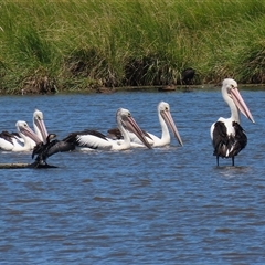 Pelecanus conspicillatus (Australian Pelican) at Fyshwick, ACT - 28 Dec 2024 by RodDeb