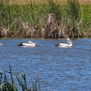 Pelecanus conspicillatus at Fyshwick, ACT - 28 Dec 2024