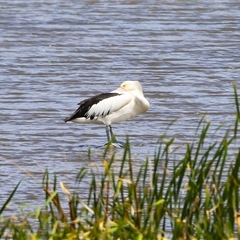 Pelecanus conspicillatus at Fyshwick, ACT - 28 Dec 2024