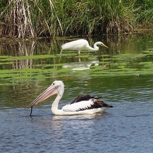 Pelecanus conspicillatus at Fyshwick, ACT - 28 Dec 2024