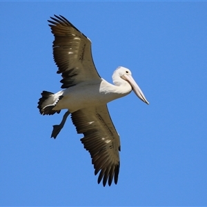 Pelecanus conspicillatus at Fyshwick, ACT - 28 Dec 2024