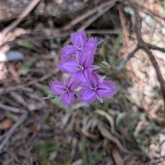 Thysanotus tuberosus subsp. tuberosus (Common Fringe-lily) at Wee Jasper, NSW - 28 Dec 2024 by Wildlifewarrior80