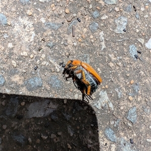 Anoplognathus sp. (genus) at Conder, ACT - 29 Dec 2024