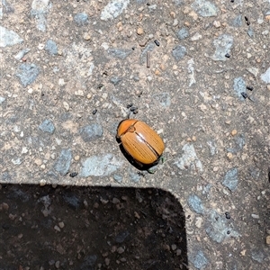 Anoplognathus sp. (genus) at Conder, ACT - 29 Dec 2024