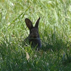 Oryctolagus cuniculus (European Rabbit) at Fyshwick, ACT - 28 Dec 2024 by RodDeb