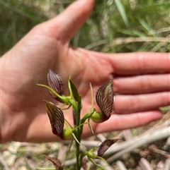 Cryptostylis erecta (Bonnet Orchid) at Dunbogan, NSW - 29 Dec 2024 by Nette