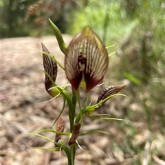 Cryptostylis erecta at Dunbogan, NSW - suppressed