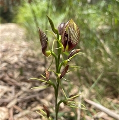 Cryptostylis erecta at Dunbogan, NSW - suppressed