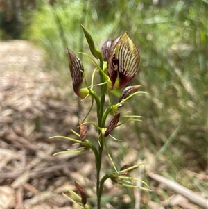 Cryptostylis erecta at Dunbogan, NSW - 29 Dec 2024