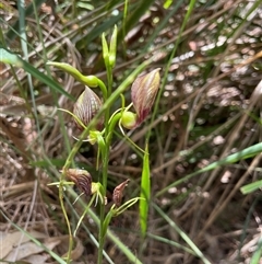 Cryptostylis erecta at Dunbogan, NSW - suppressed