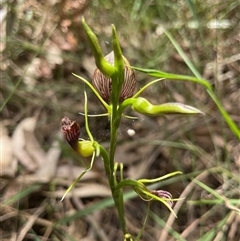 Cryptostylis erecta at Dunbogan, NSW - 29 Dec 2024