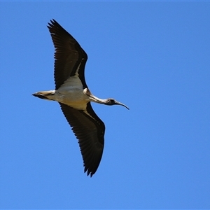 Threskiornis spinicollis (Straw-necked Ibis) at Fyshwick, ACT by RodDeb