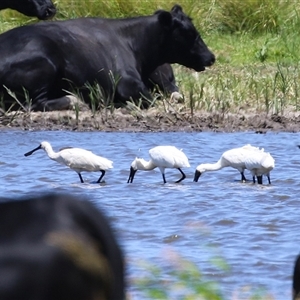 Platalea regia (Royal Spoonbill) at Fyshwick, ACT by RodDeb