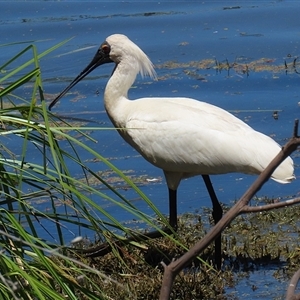 Platalea regia at Fyshwick, ACT - 28 Dec 2024