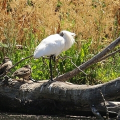 Platalea regia at Fyshwick, ACT - 28 Dec 2024