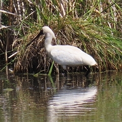 Platalea regia at Fyshwick, ACT - 28 Dec 2024