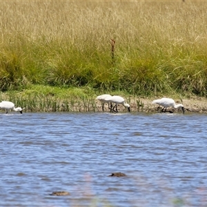 Platalea regia at Fyshwick, ACT - 28 Dec 2024